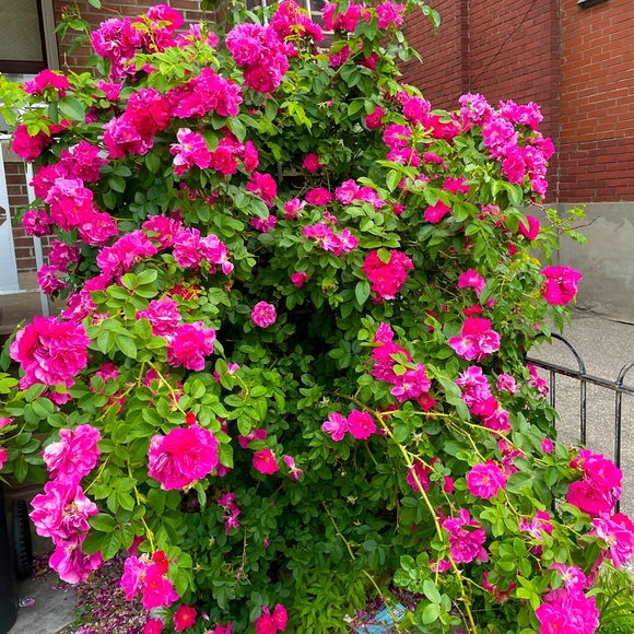 Meet your Posher, Lily - Picture 1 of 1